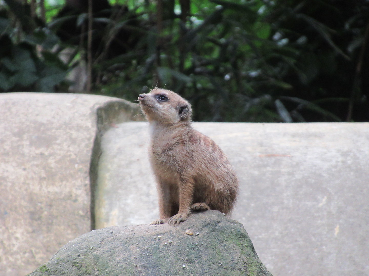 09-2023 Meerkat