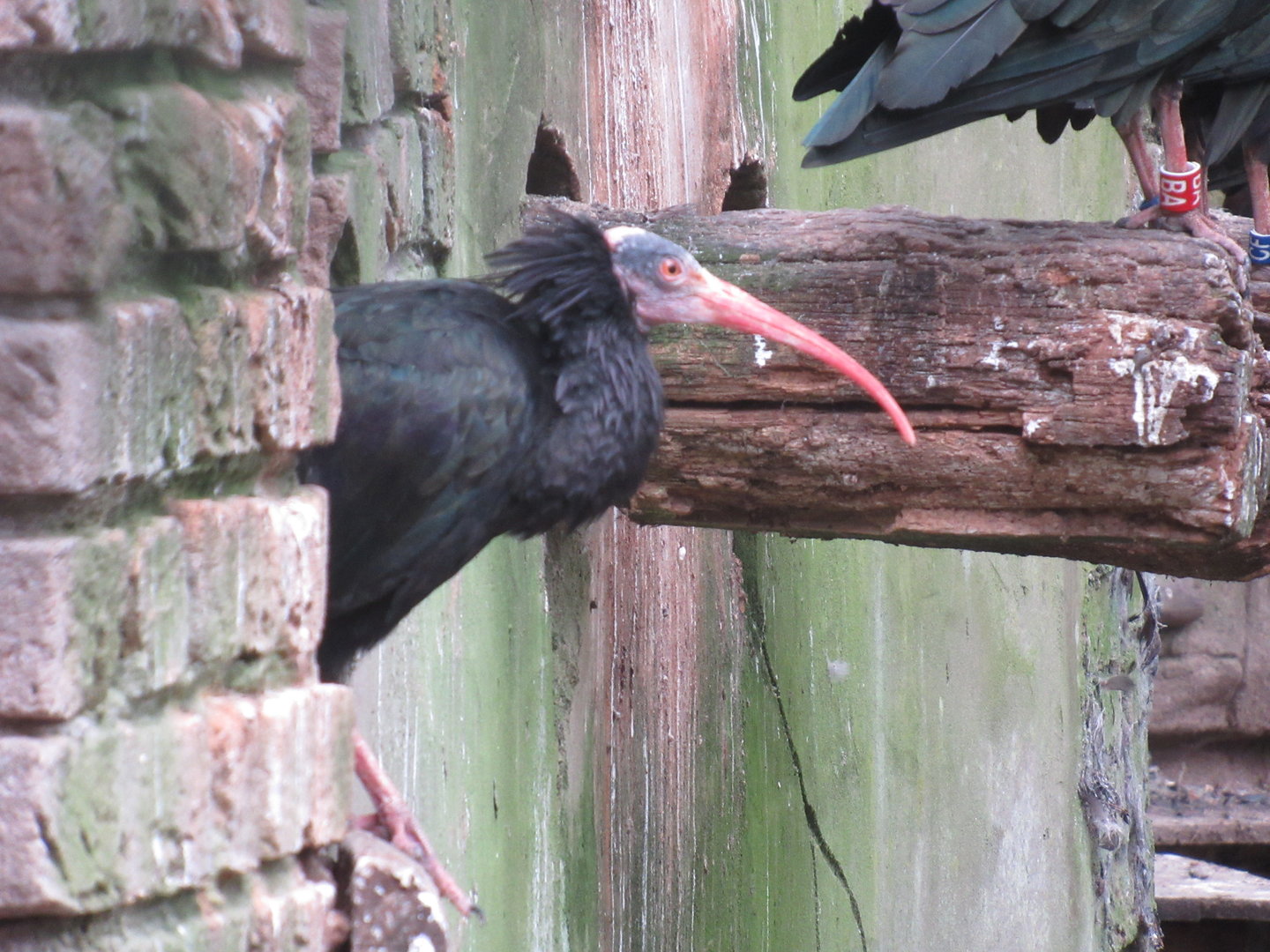 09 2023 - Northern bald ibis