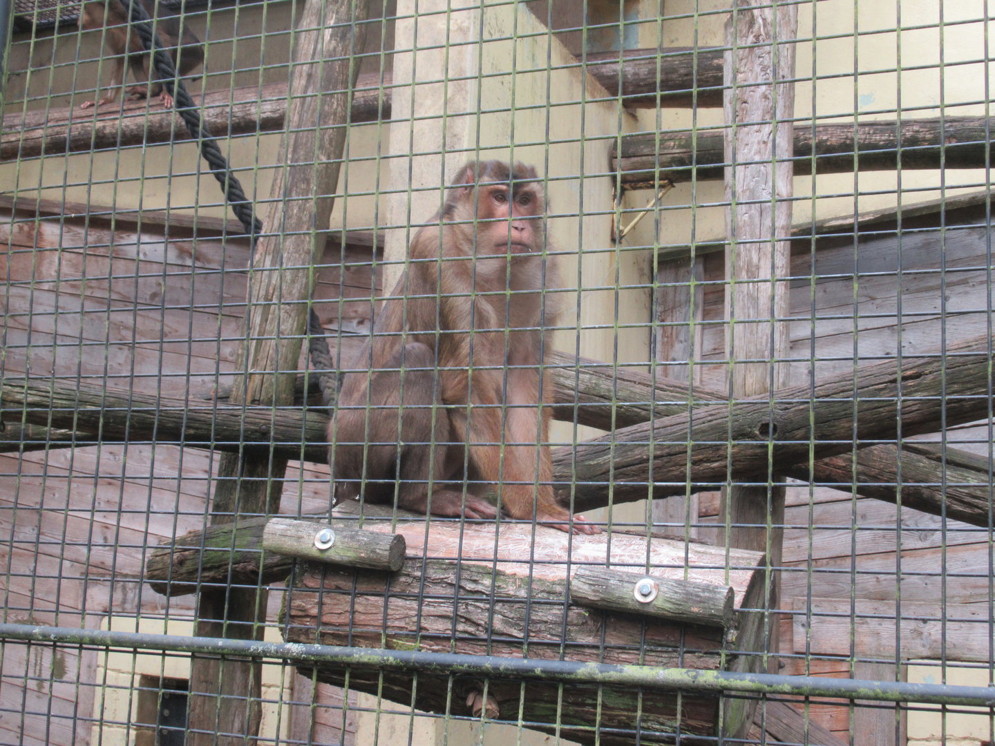 09 2023 - Pig tailed macaque