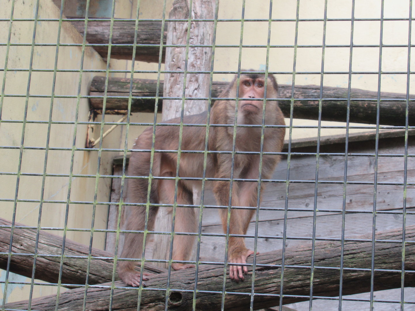 09 2023 - Pig tailed macaque