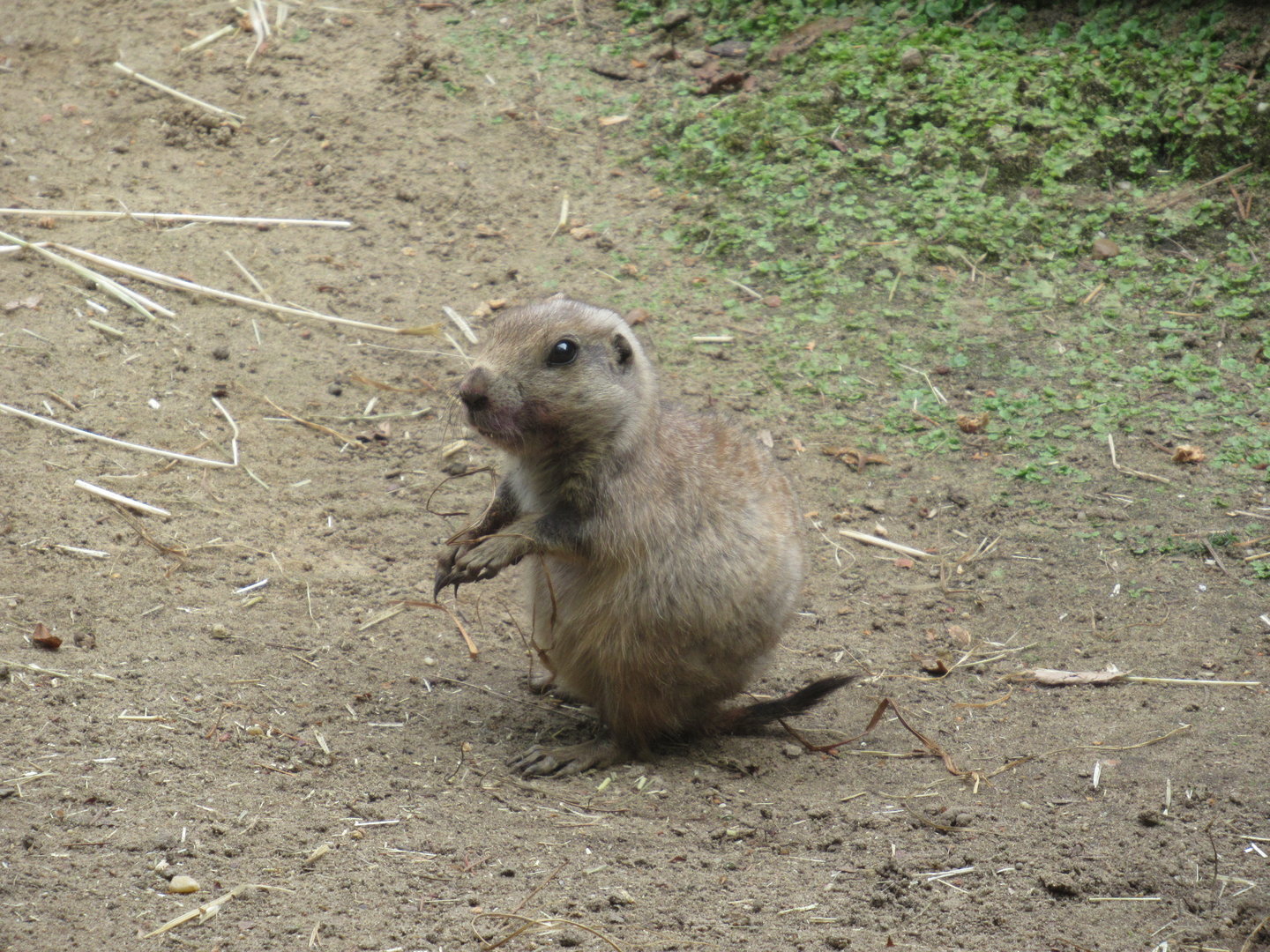 09 2023 - Prairie dog, juvenile