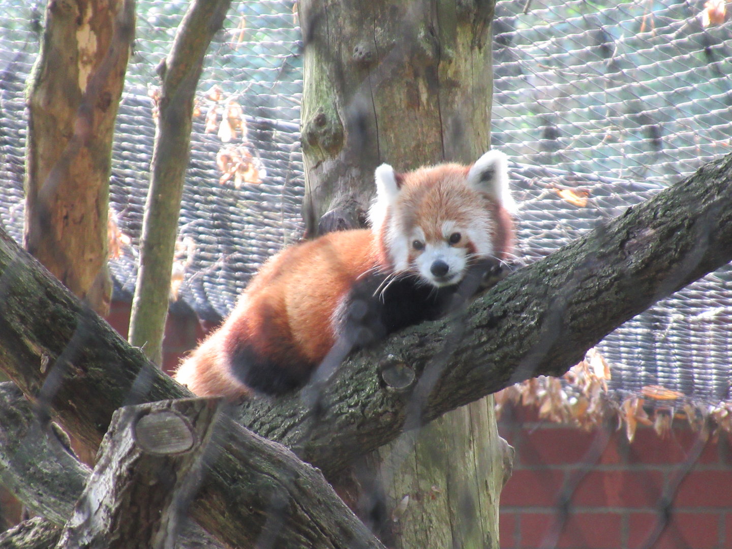 09 2023- Red panda