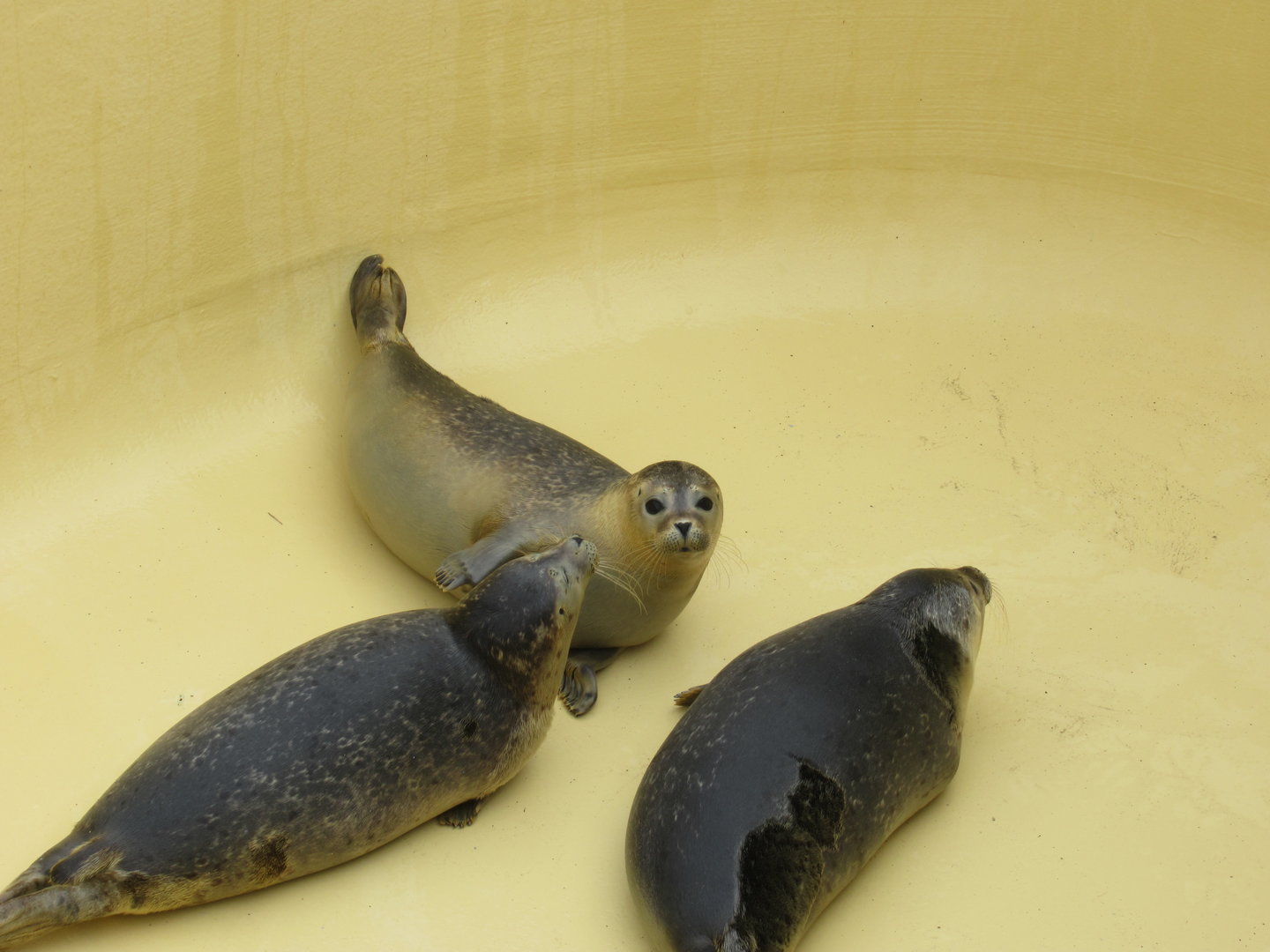 09 2023 - Rescue harbour seal pups "Mila", "Chani" and "Raaf"