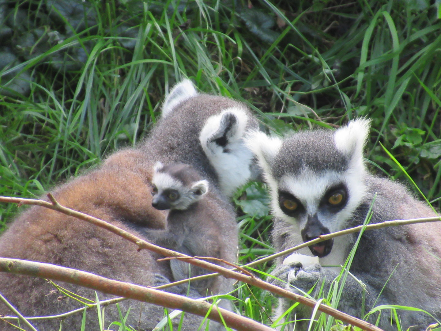 09-2023 Ring tailed lemur, females and juvenile (1 day old)