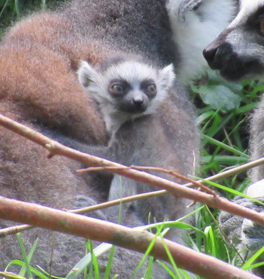 09-2023 Ring tailed lemur, juvenile, one day old