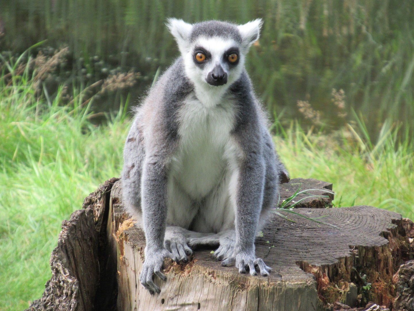 09-2023 Ring tailed lemur