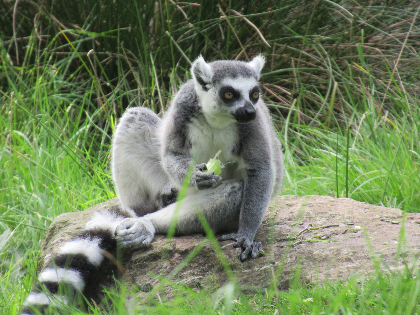 09-2023 Ring tailed lemur