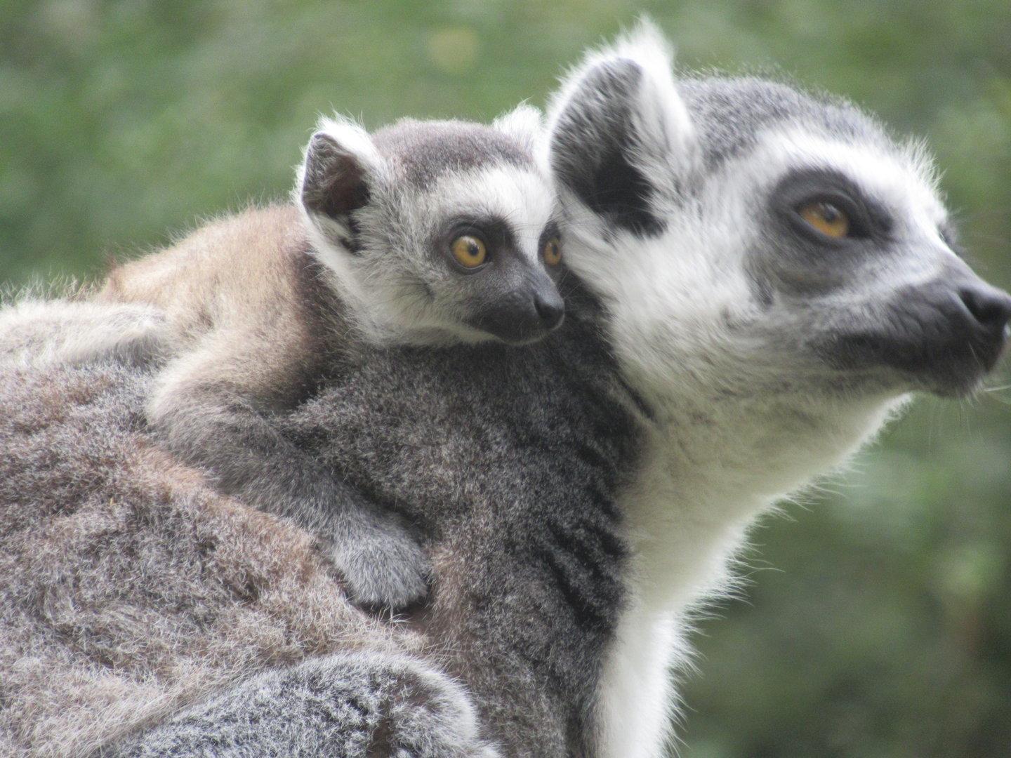 09 2023 - Ring tailed lemurs, 1 adult, 1 juvenile (sept '23)