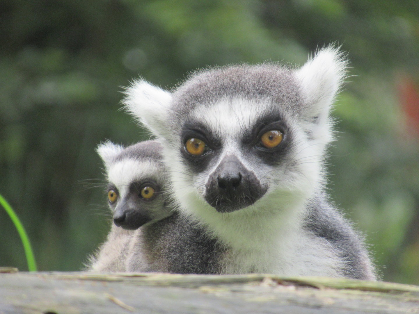 09 2023 - Ring tailed lemurs, 1 adult female, 1 juvenile (sept '23)