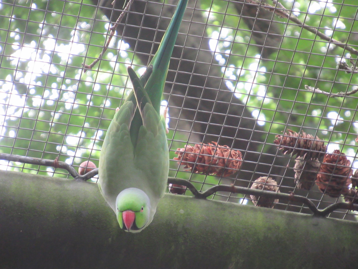 09 2023 - Rose ringed parakeet