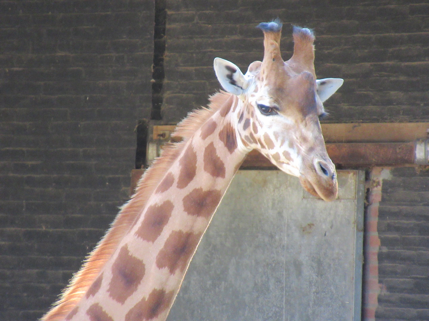 09 2023 - Rothschild Giraffe