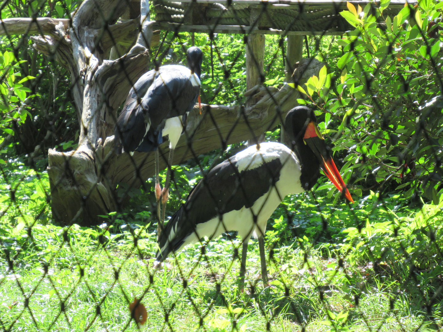 09 2023 - Saddle-billed stork