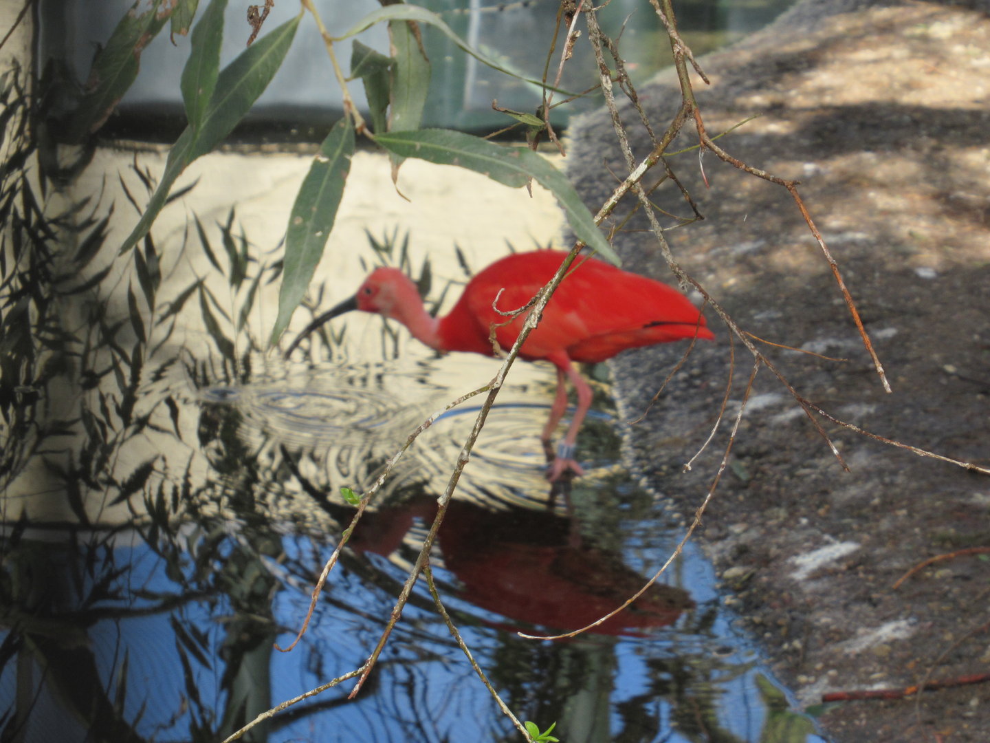 09 2023 - Scarlet Ibis