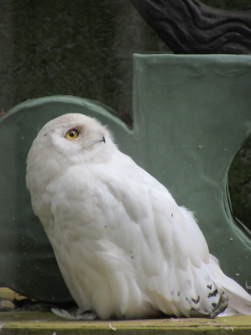 09-2023 Snowy owl, male
