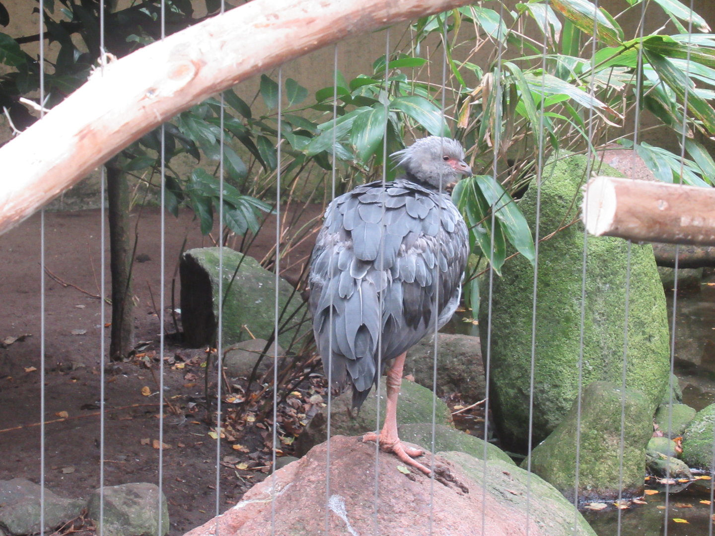 09 2023 Southern screamer - juvenile (july 23)