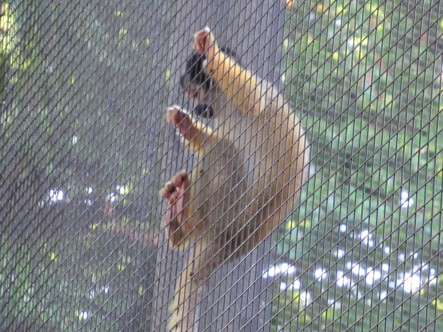 09 2023 - Squirrle monkey