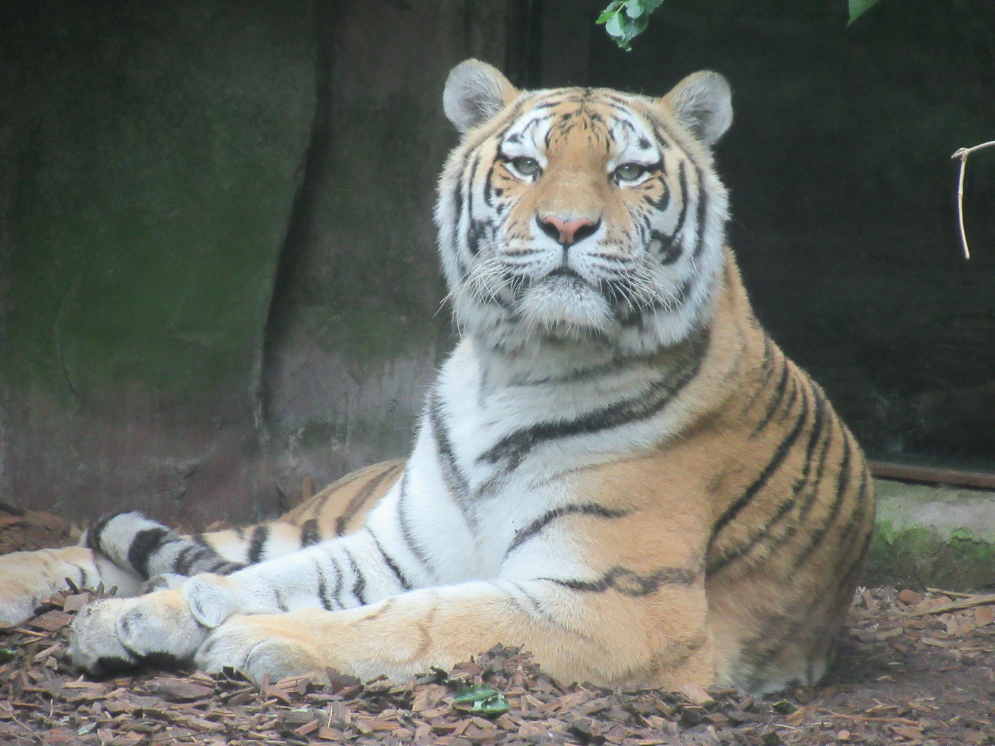 09-2023 Syberian Tiger, female, 'Angara'