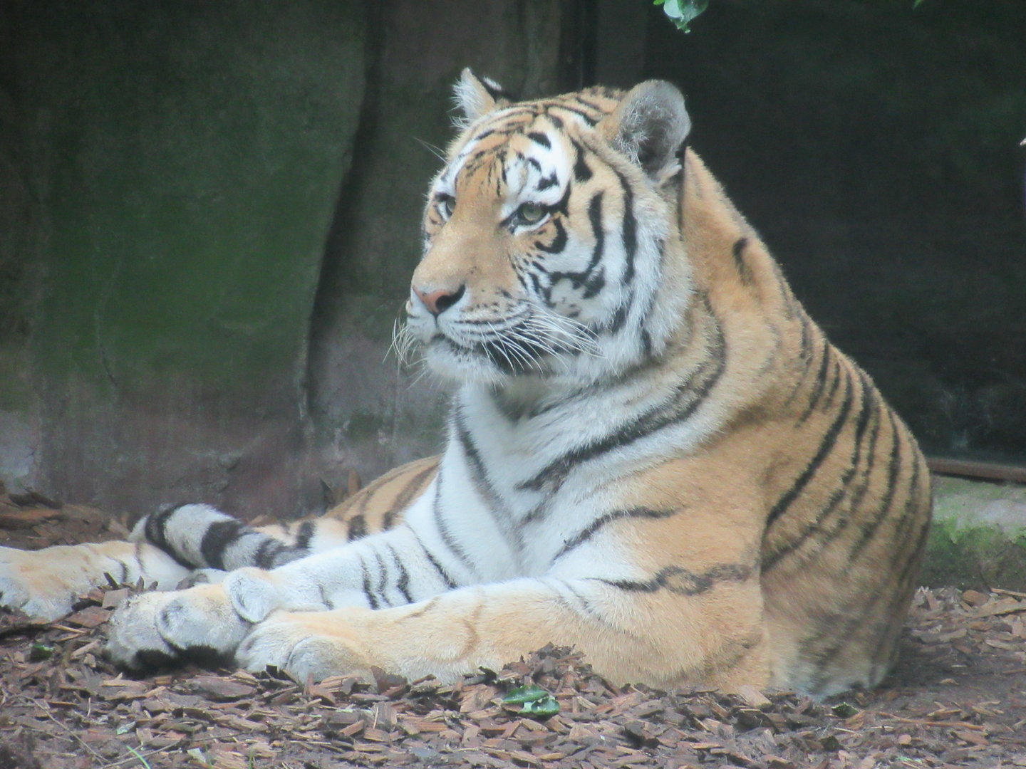 09-2023 Syberian Tiger, female 'Angara'