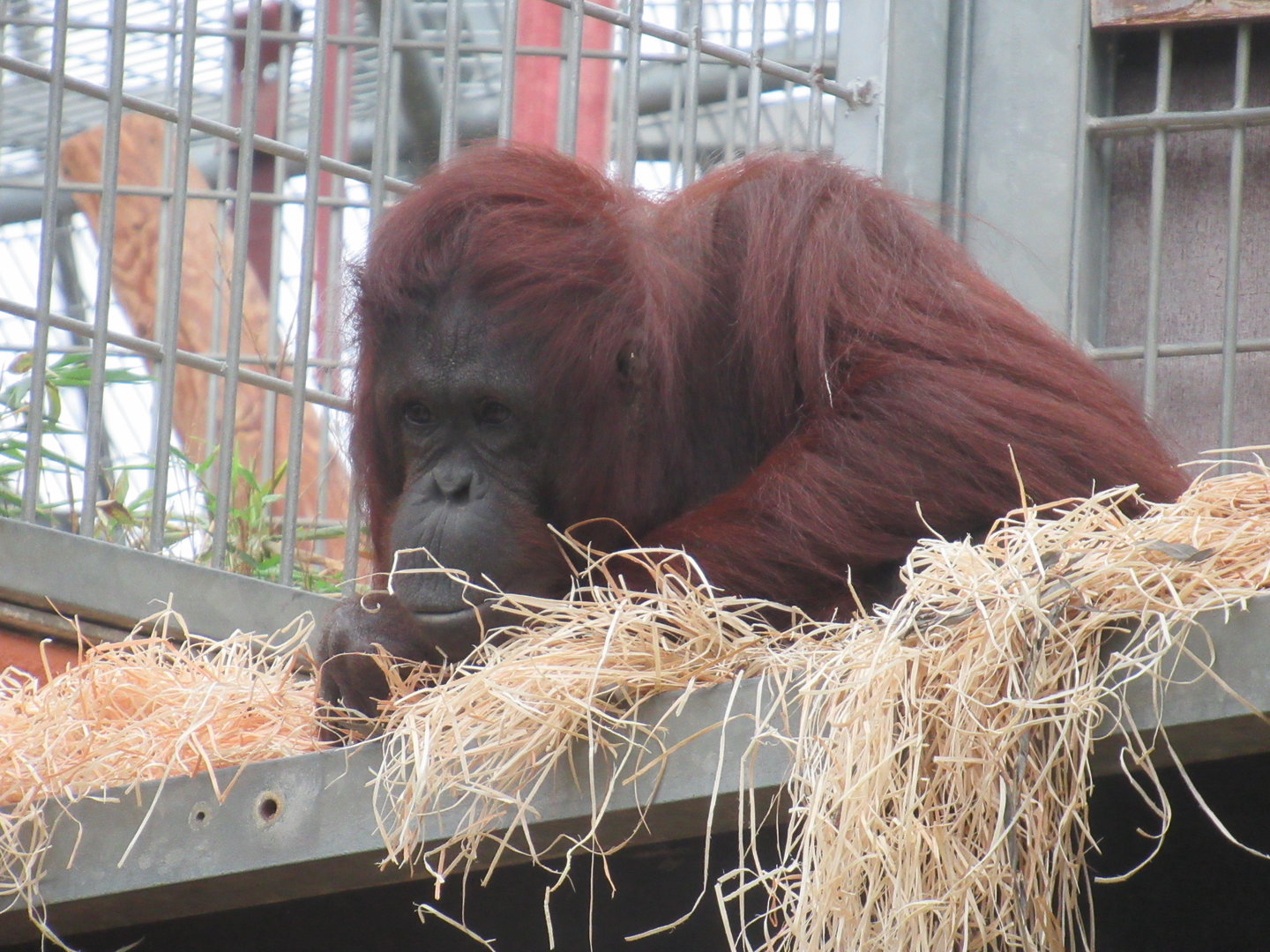 09 2023 - Urang utan, adult female