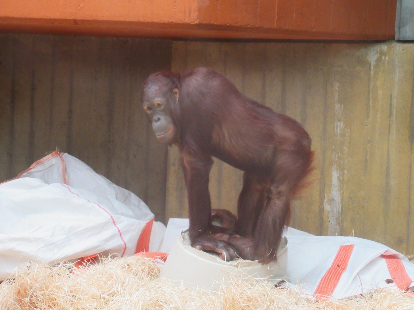 09 2023 - Urang utan, juvenile