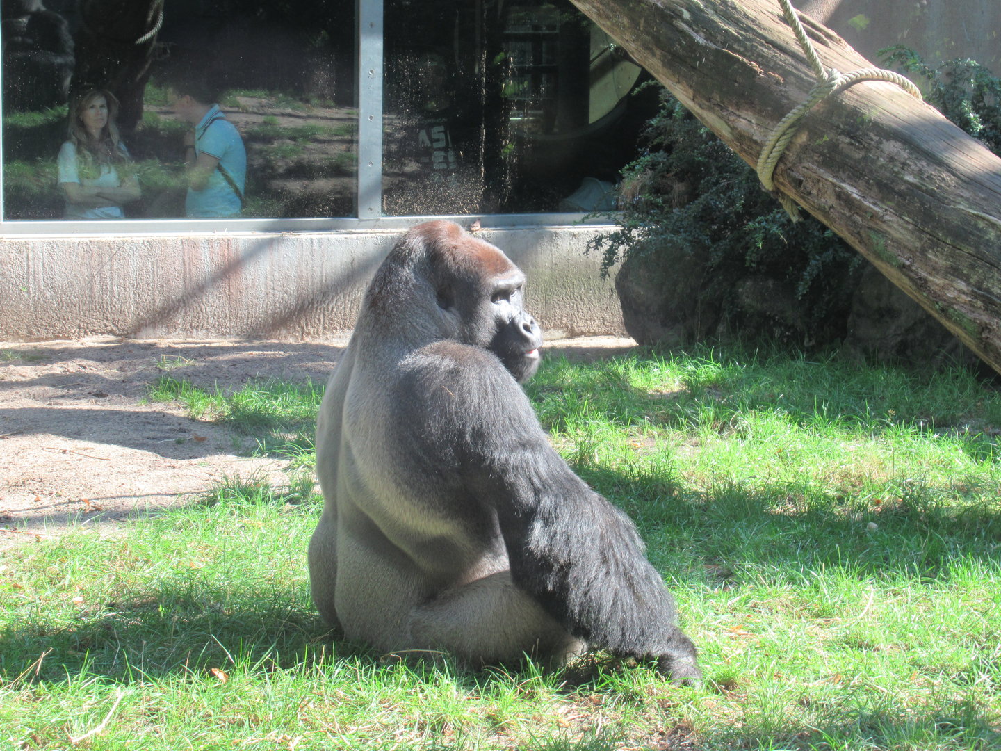 09 2023 - Western Lowland Gorilla, adult male
