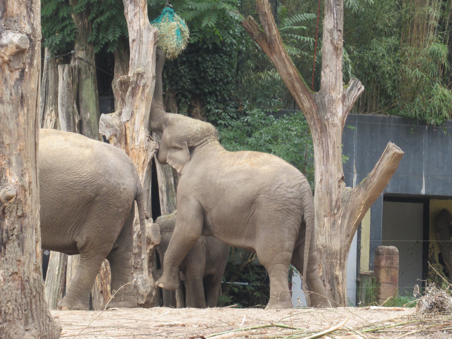 09 2024 - Adult Asian Elephant, female 'Kina' feeding
