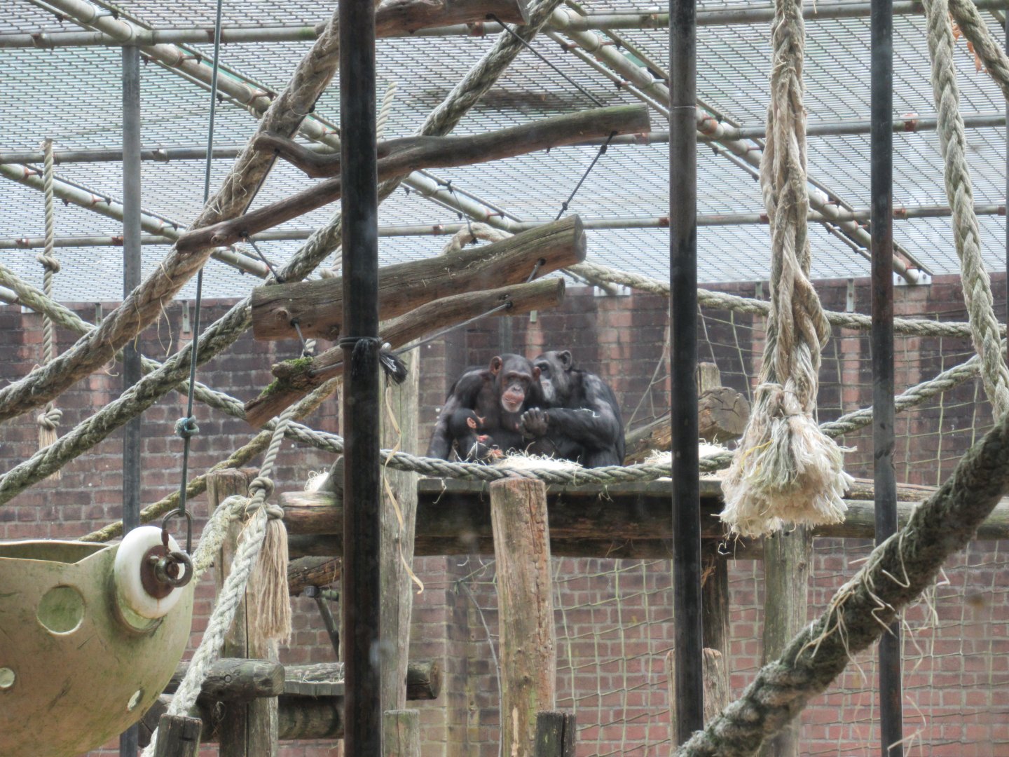 09 2024 - Adult chimpansees grooming, young male feeding