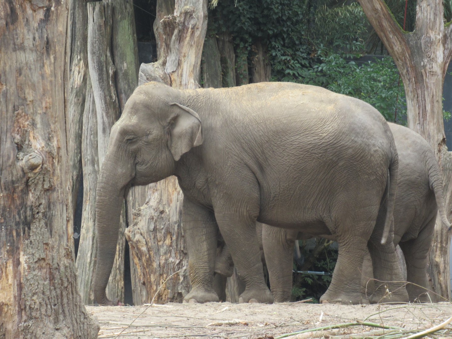 09 2024 - Asian Elephant, matriarch 'Indra'