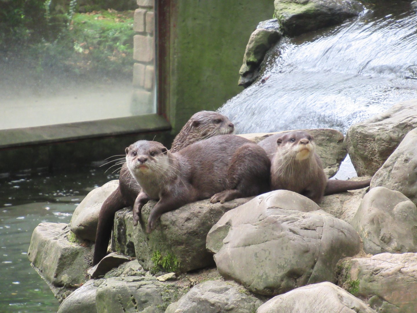 09 2024 - Asian Small-Clawed Otters