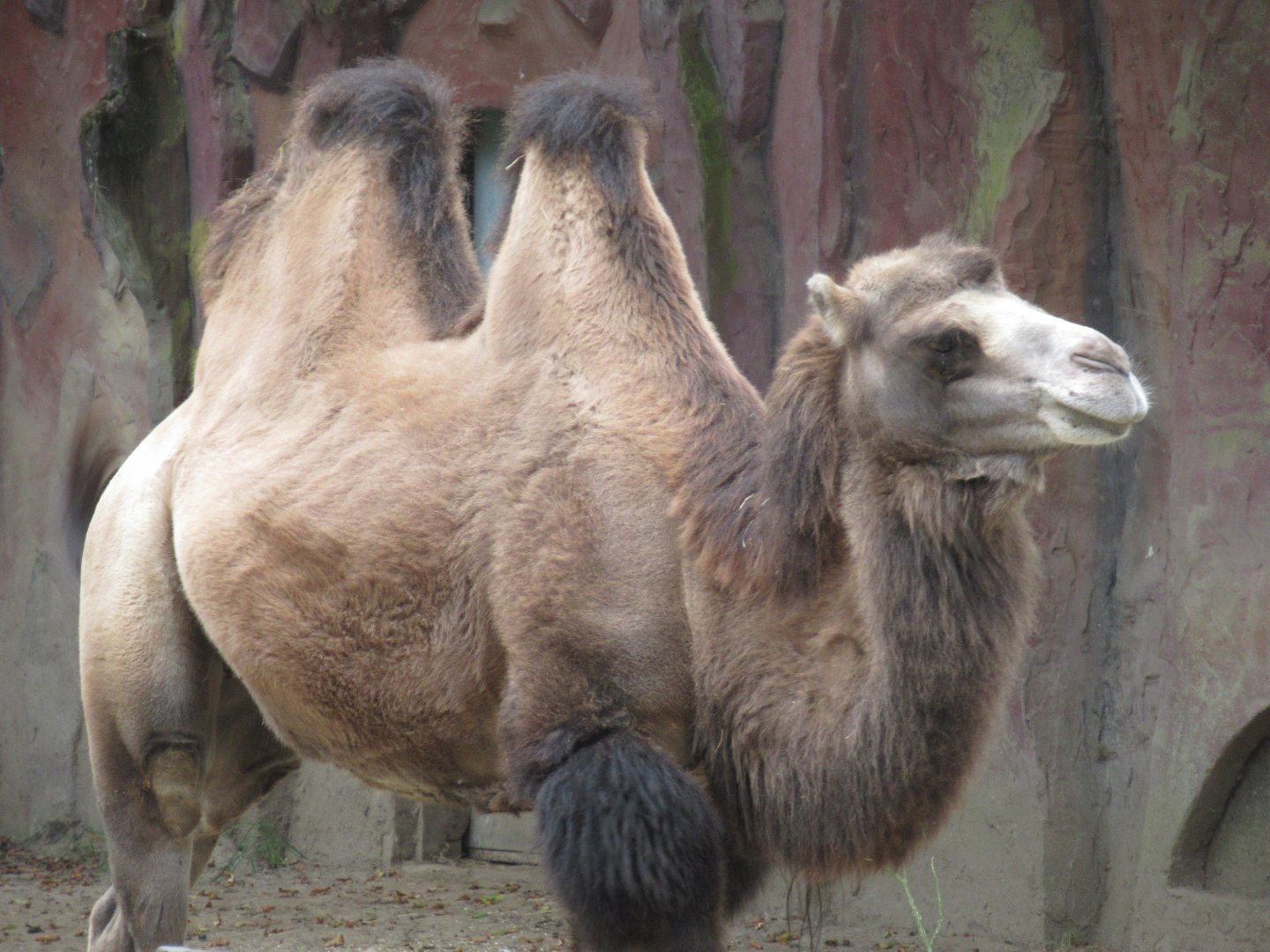 09 2024 - Bactrian Camel