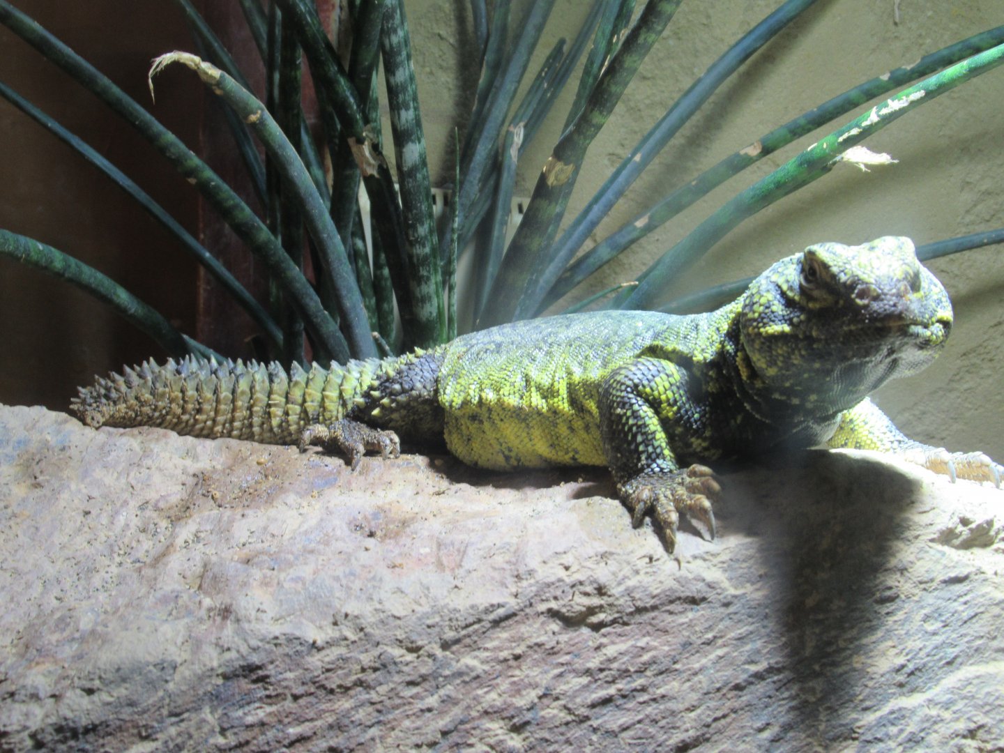 09 2024 - North African Spiny-Tailed Lizard