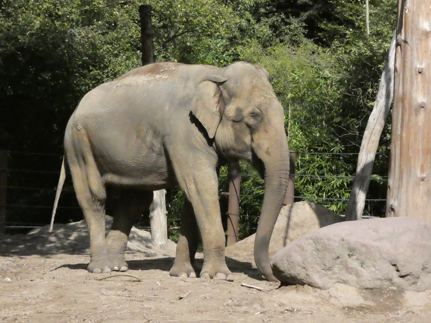 09 2025 - Asian Elephant Bull Maung Htoo