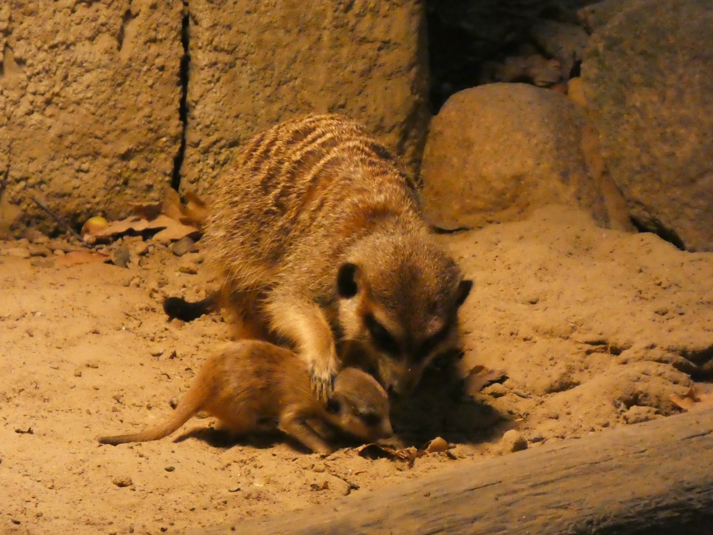 09 2025 - Meerkat with cub