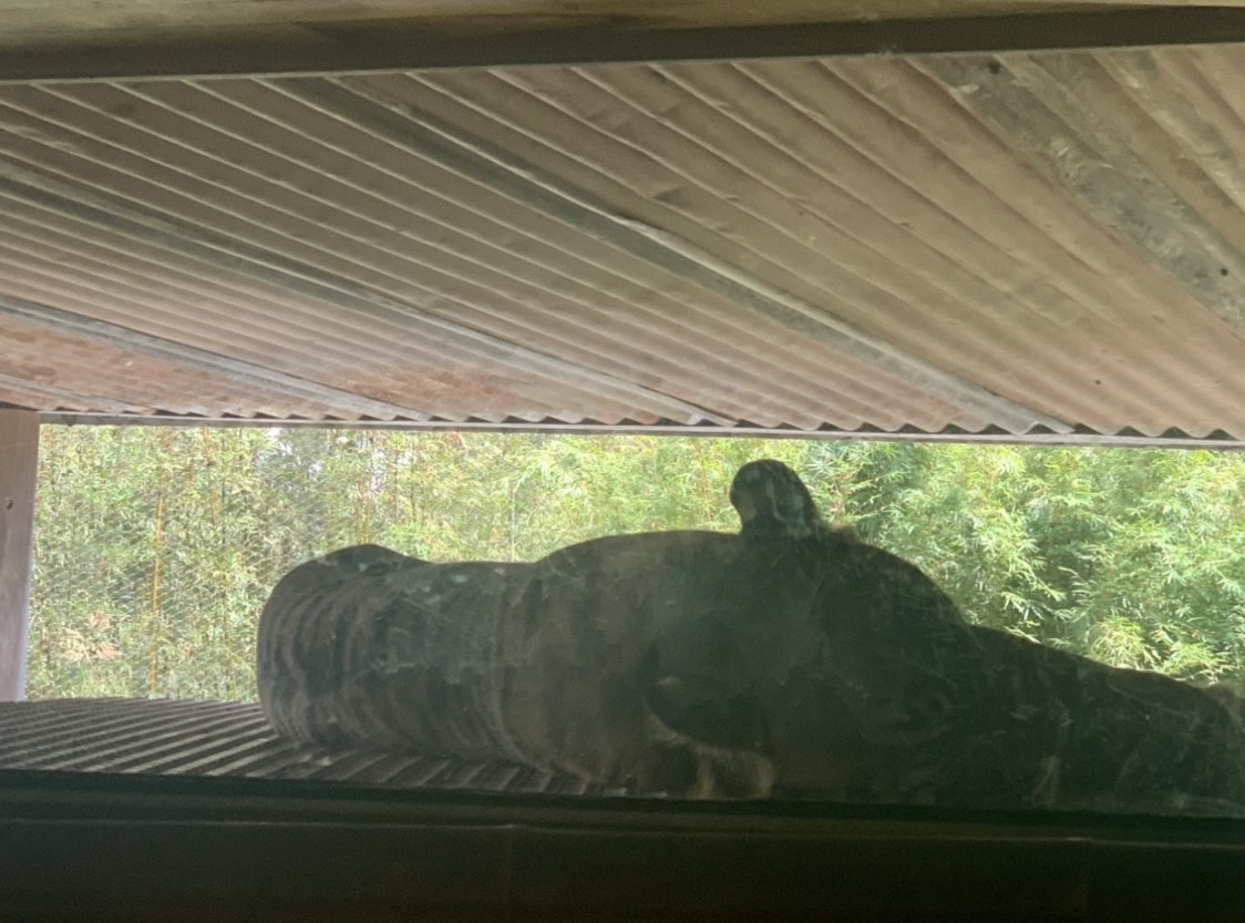 (1.0) Kembali the Sumatran Tiger asleep on replica jeep in Rangers Station exhibit in Tiger Trek