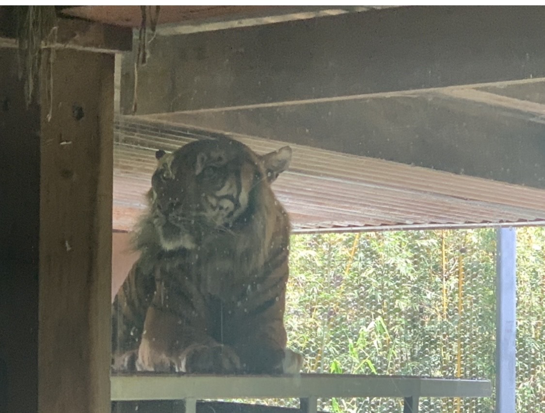 (1.0) Kembali the Sumatran Tiger wakes up on top of replica jeep in Rangers Station exhibit in Tiger Trek