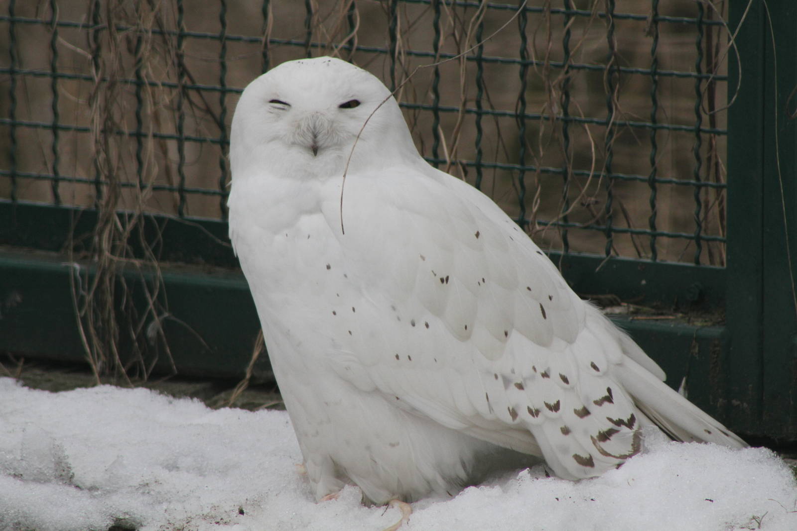 1.0 Snowy Owl (Bubo scandiacus)