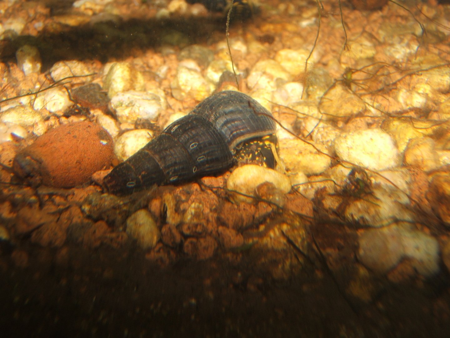 1/1/2017 Aquatic snail in Monsoon Forest