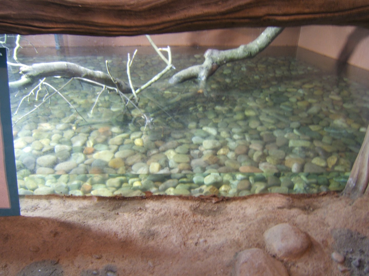 1/1/2017 View of fish tank in Elephant House