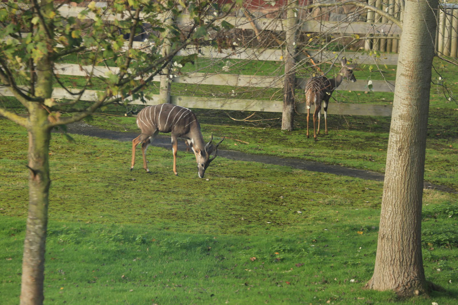 1.1 Lesser Kudu from monorail