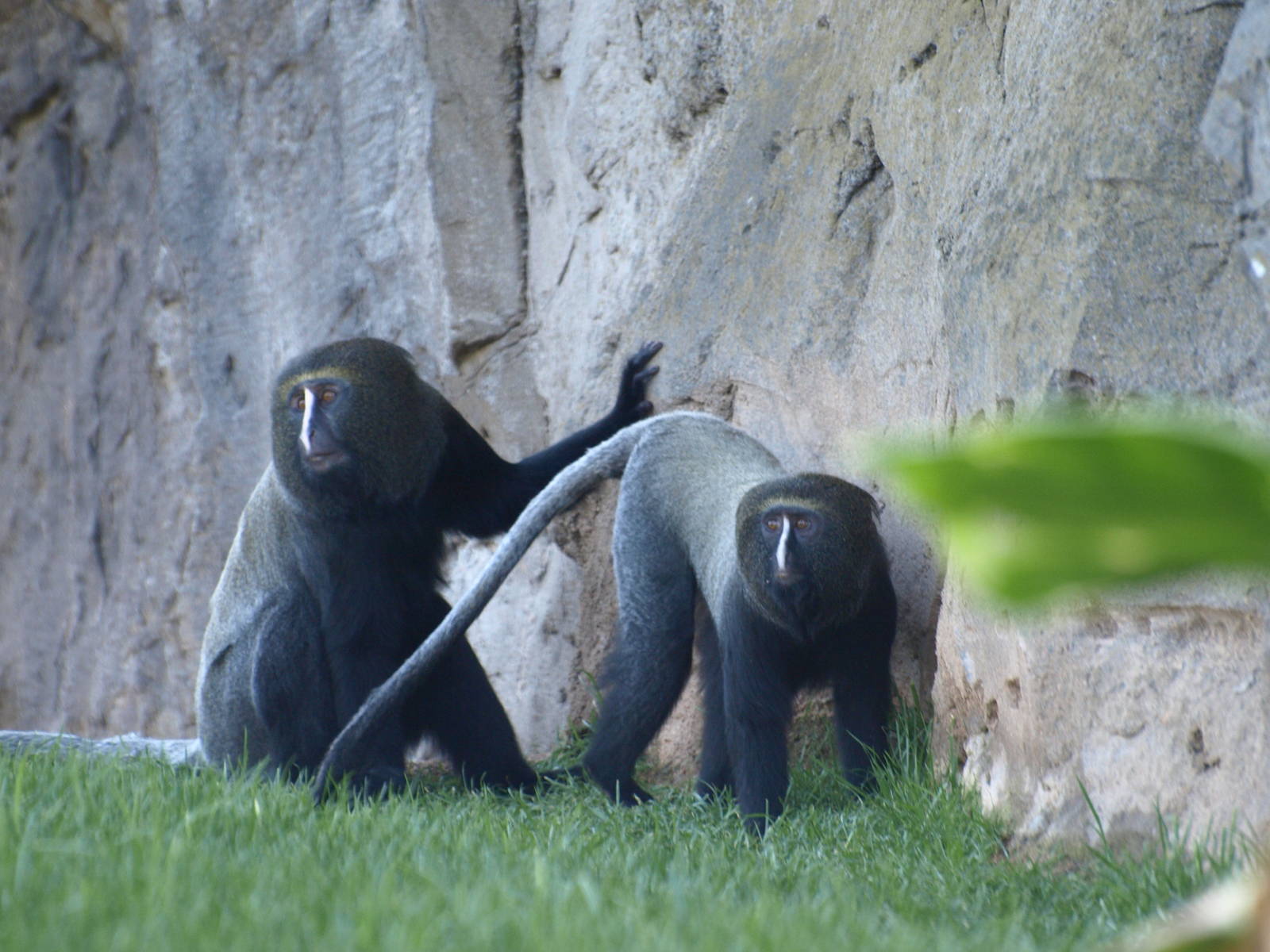 1.1 owl-faced guenons in the mixed gorillas enclosure