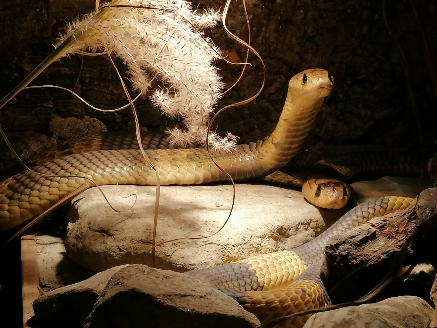 1.1 Snouted cobras (Naja annulifera)