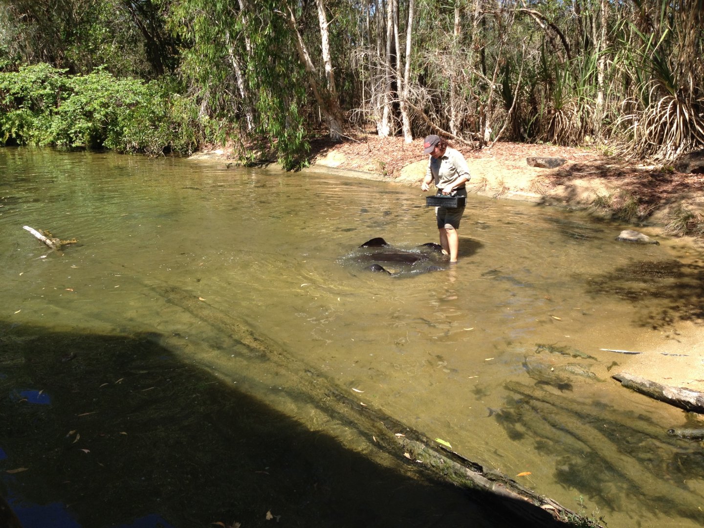 1:10 pm Oolloo Sandbar River Rays feeding presentation