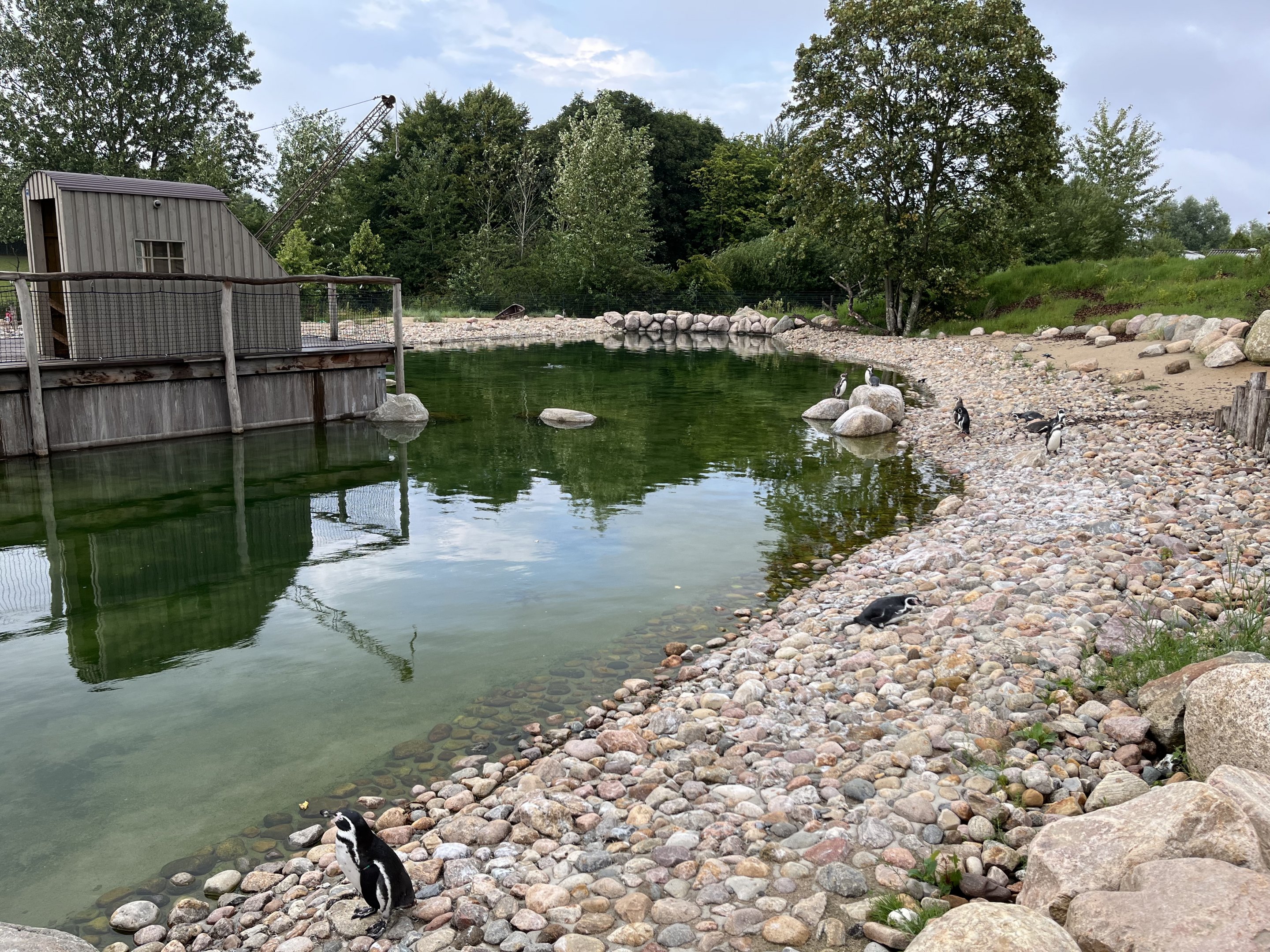 1.2 Acre Humboldt Penguin Exhibit
