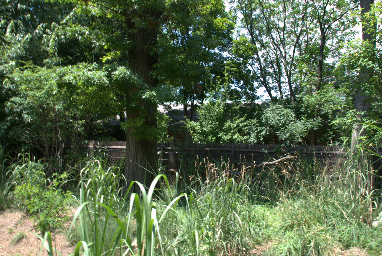 1/2 of the Giant anteater enclosure