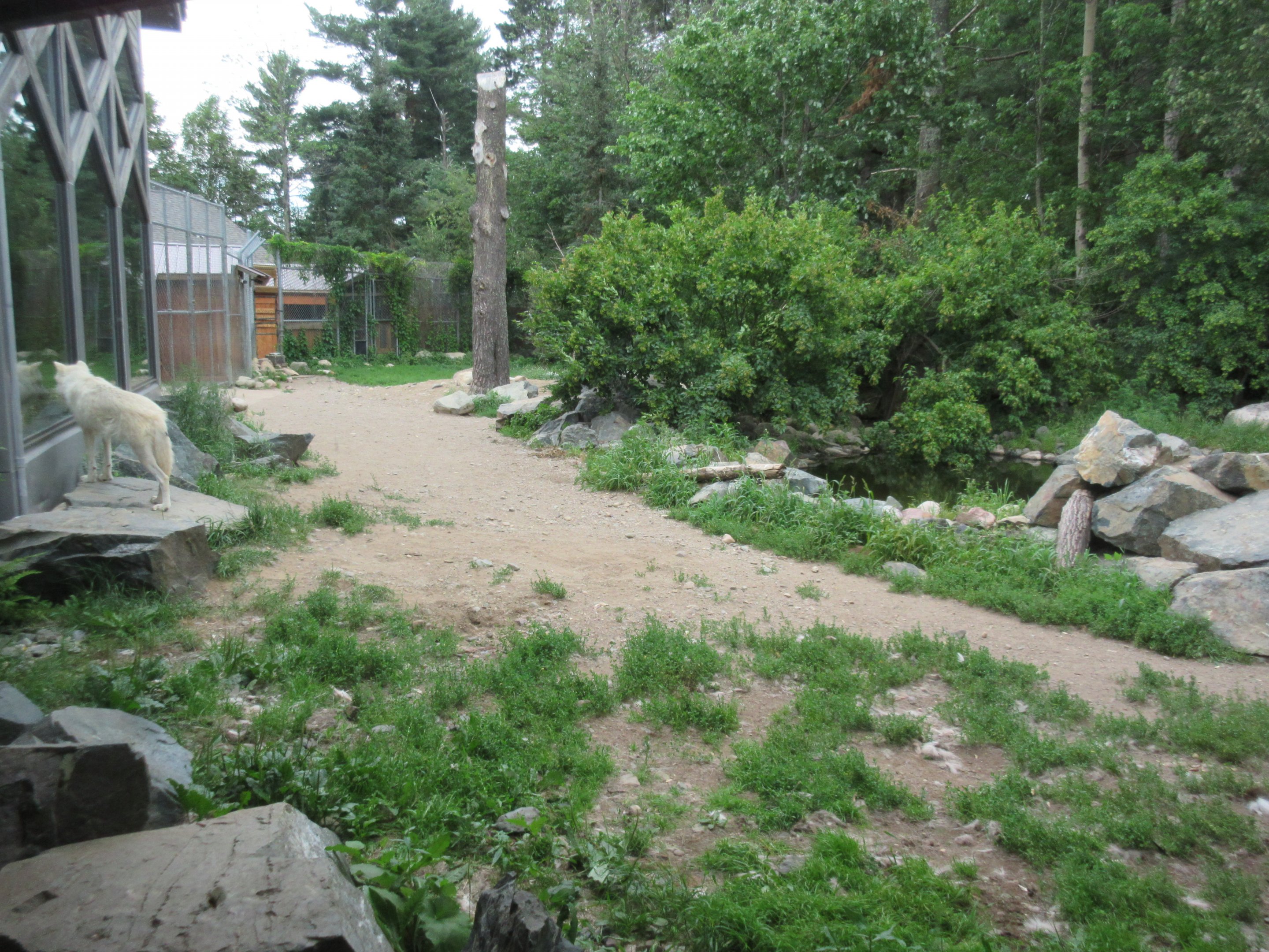 1.25 Acre Grey Wolf Exhibit