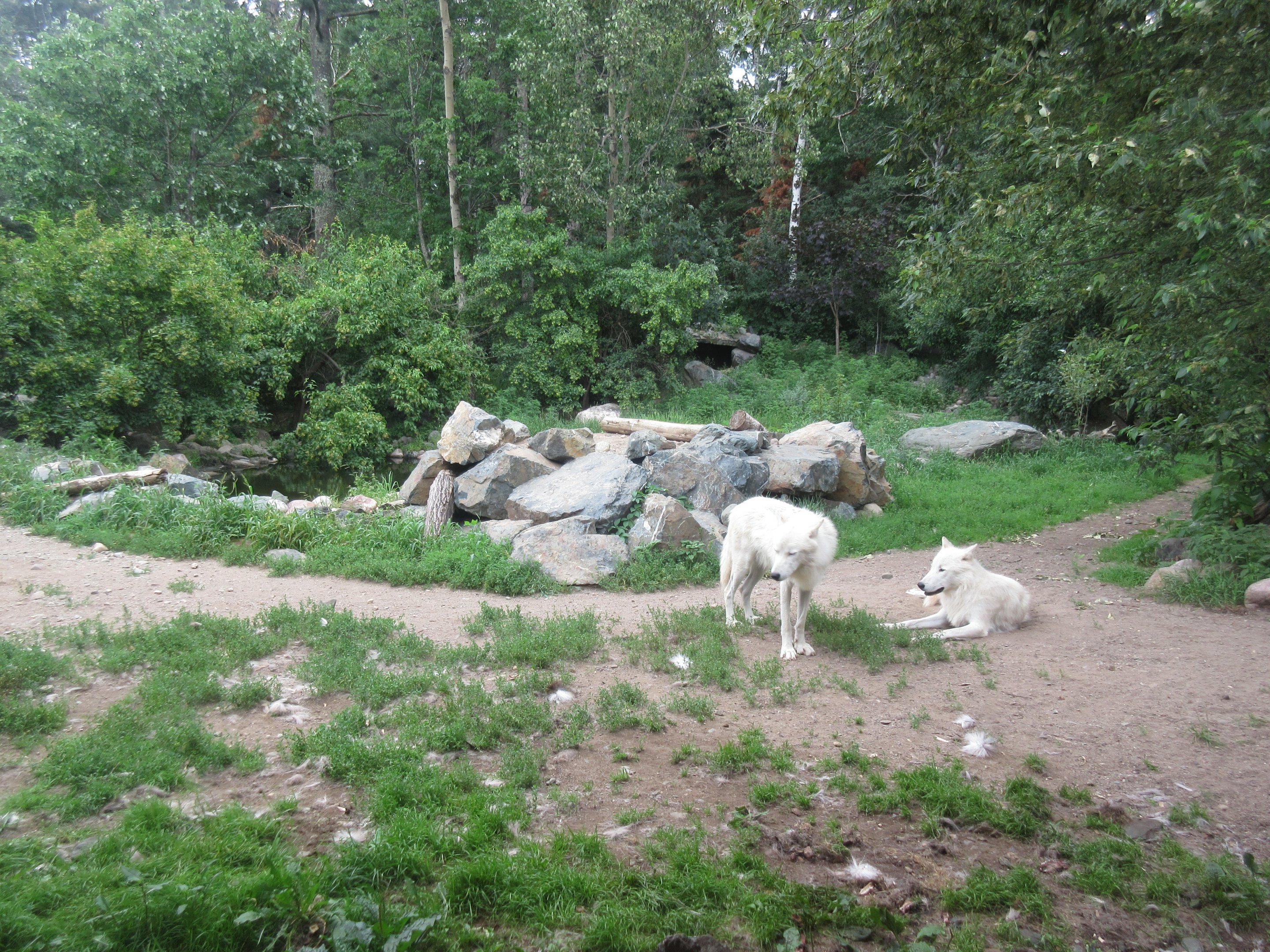 1.25 Acre Grey Wolf Exhibit
