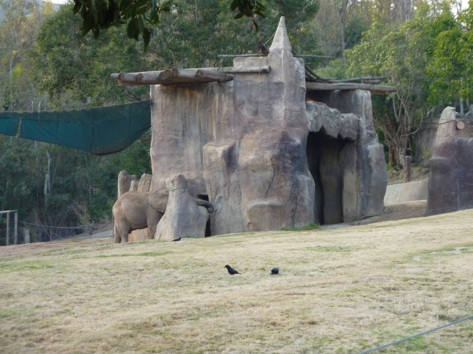 1/31/10 - African Elephants - Msholo