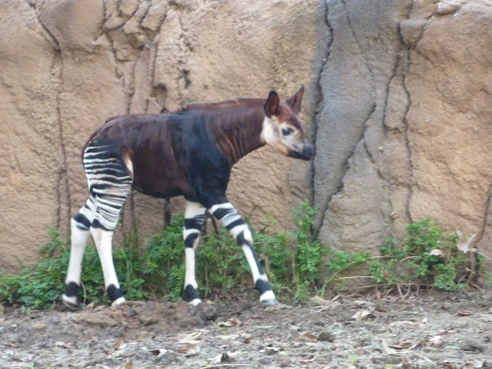 1/31/10 - Heart of Africa - Baby Okapi