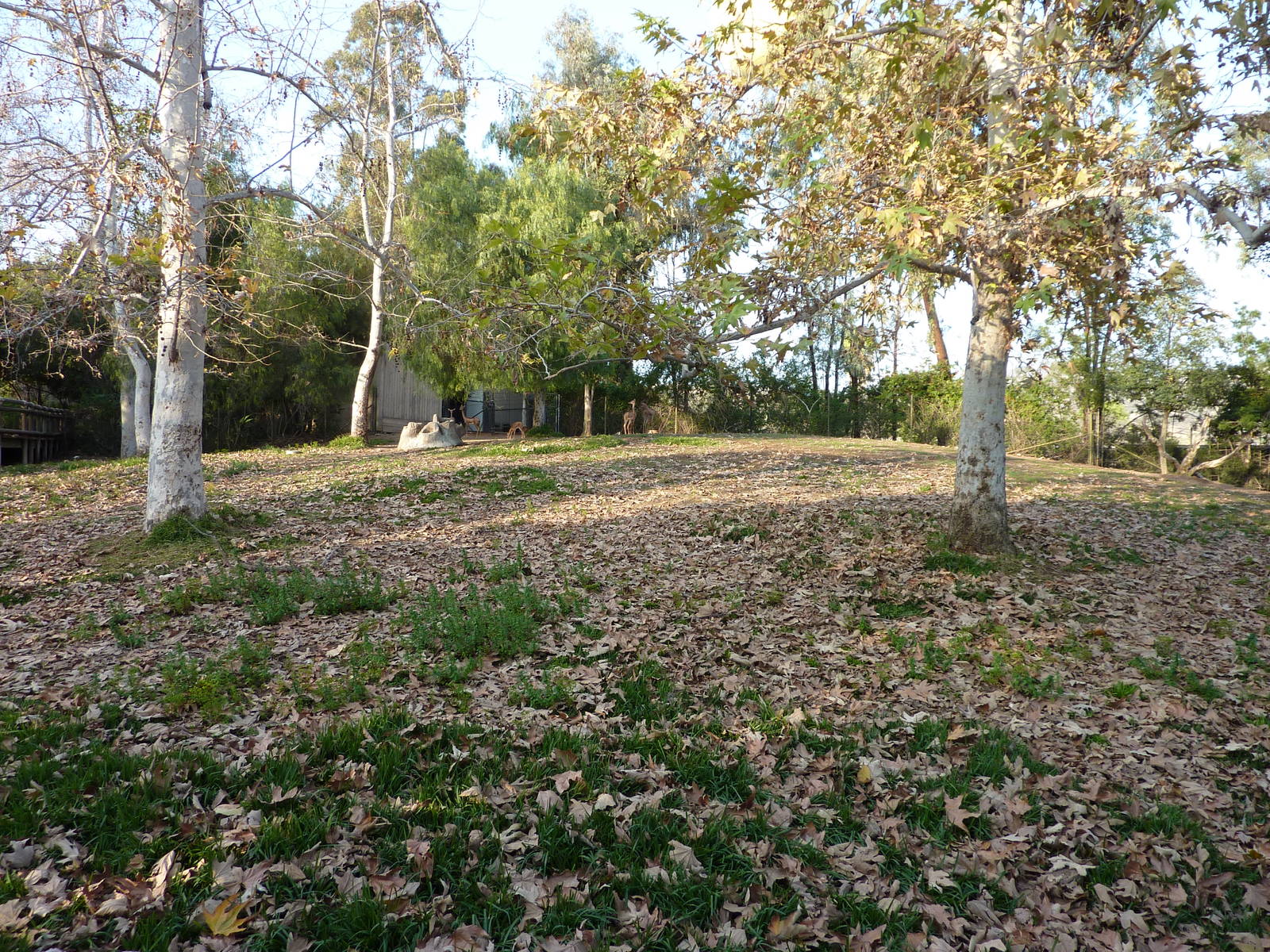 1/31/10 - Heart of Africa - Gerenuk