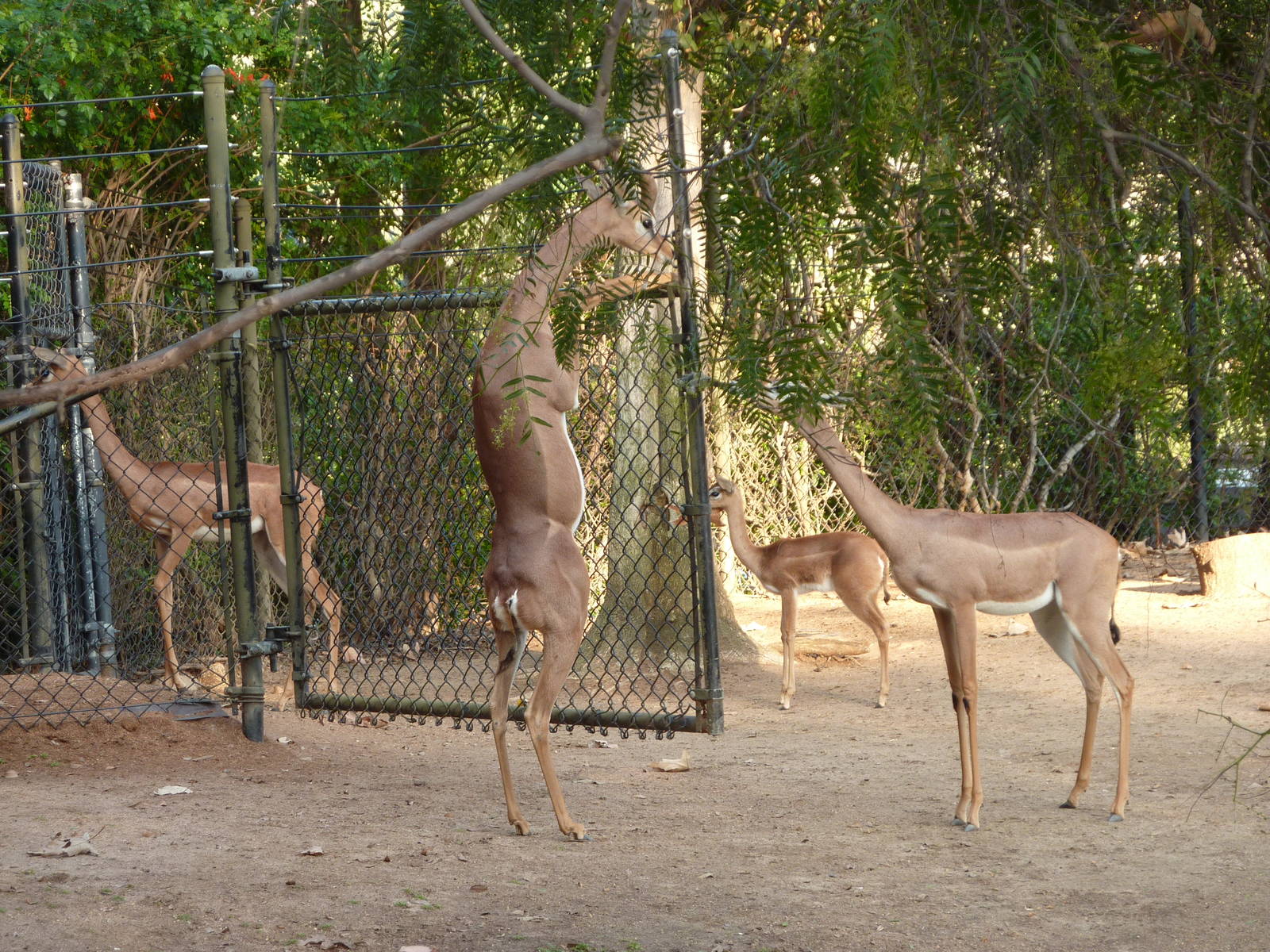1/31/10 - Heart of Africa - Gerenuk